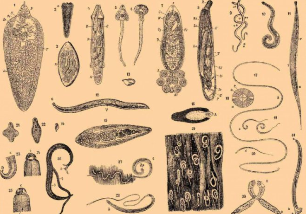 Tipos de parasitos no corpo humano